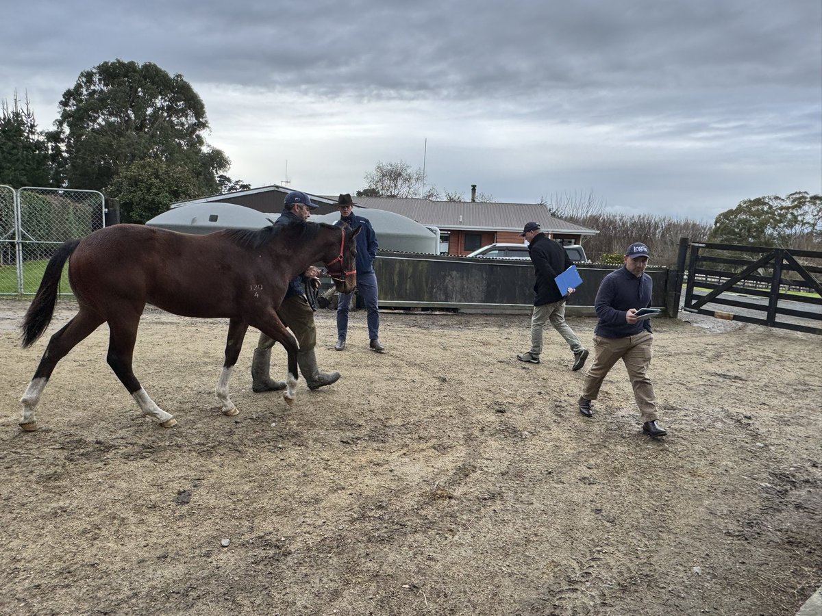 Great to have the team from Inglis on farm inspecting the yearlings for 2026 Sales series, your advice &amp; input is invaluable.A special thank you to Sebastian Hutch for making his maiden trip down to the Manawatu, will be sure to keep an eye out for a holiday home here for you 🌴