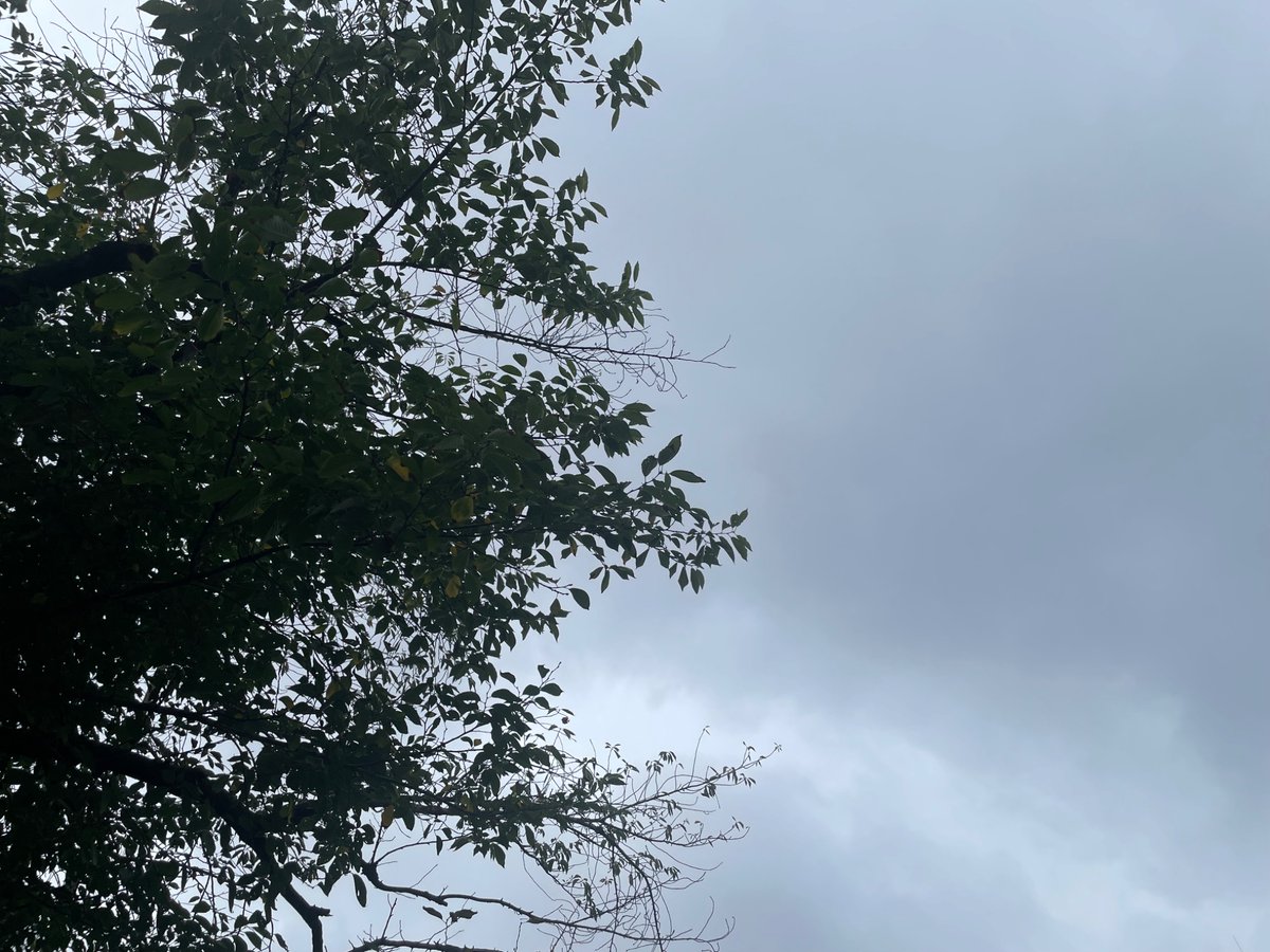 COCOCARA2023's tweet image. おはようございます🐨
COCOCARA板橋オフィスです！

#金曜日 になりました🤩
8月は雨のスタートです☔
#最高気温 は29℃の予報です🌡️

台風が接近しています🌀
強い雨や風に気を付けましょう！！
天気予報のチェックを忘れずに。

お問い合わせはこちら✨👇
▶ cccara.com/twitter-inquiry
📞03-5944-1126…