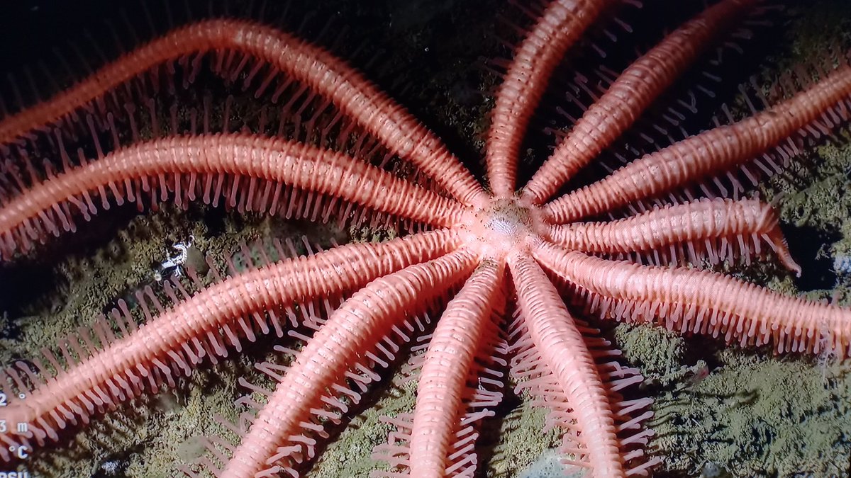 Ser ella y no saber qué es Adobe Media Encoder