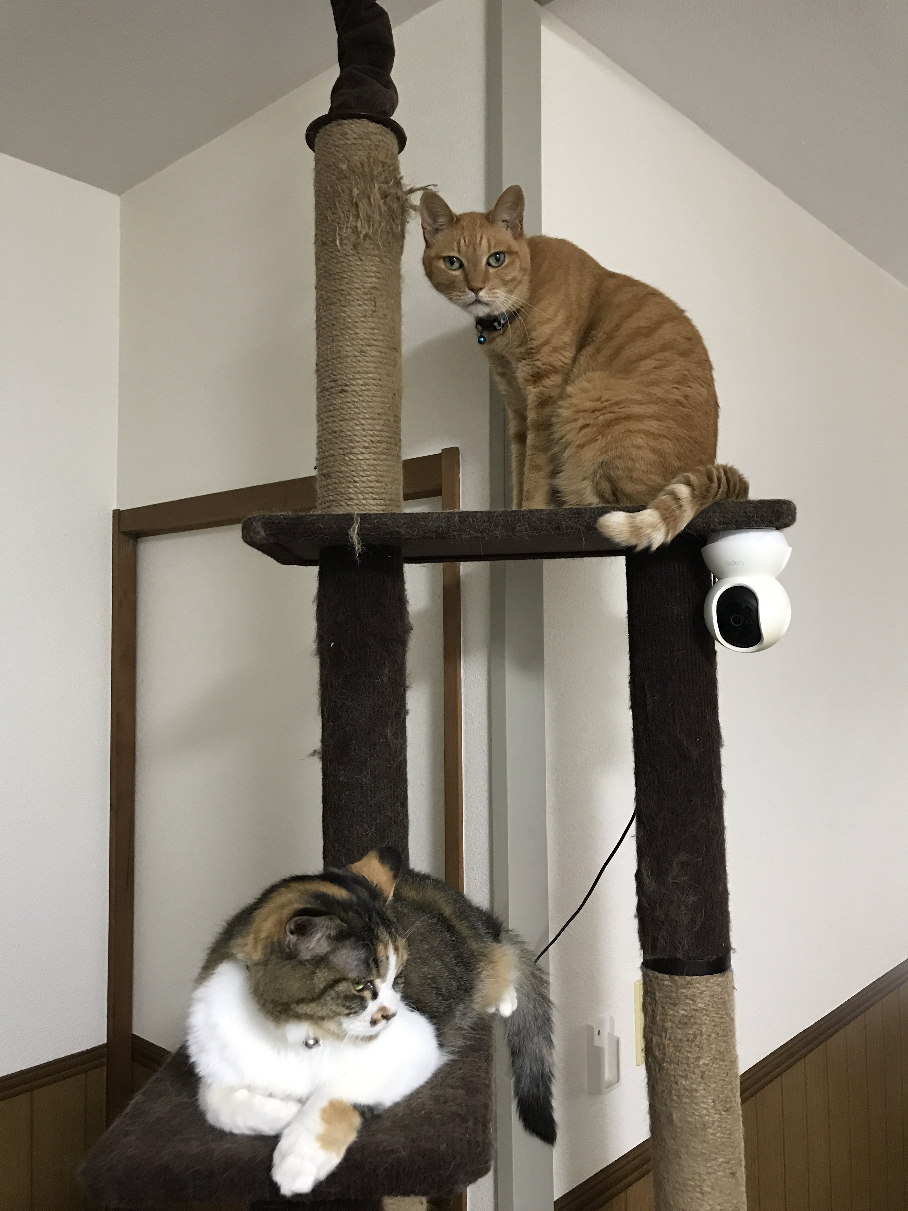 のんすけ のんすけ (@nonsuke0529) / X