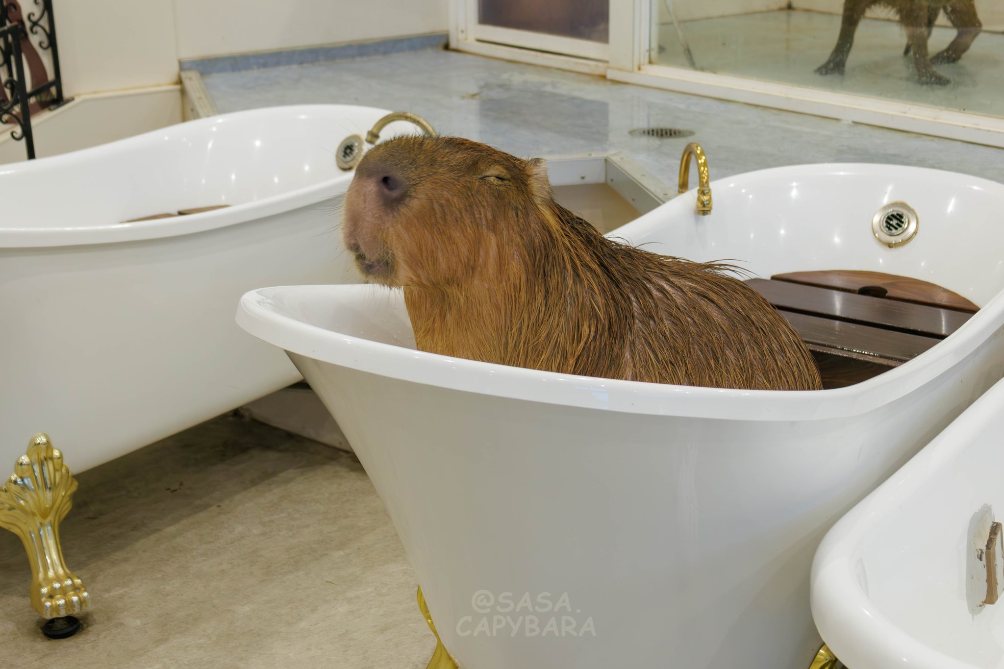 ささ @sasa.capybara on X: 