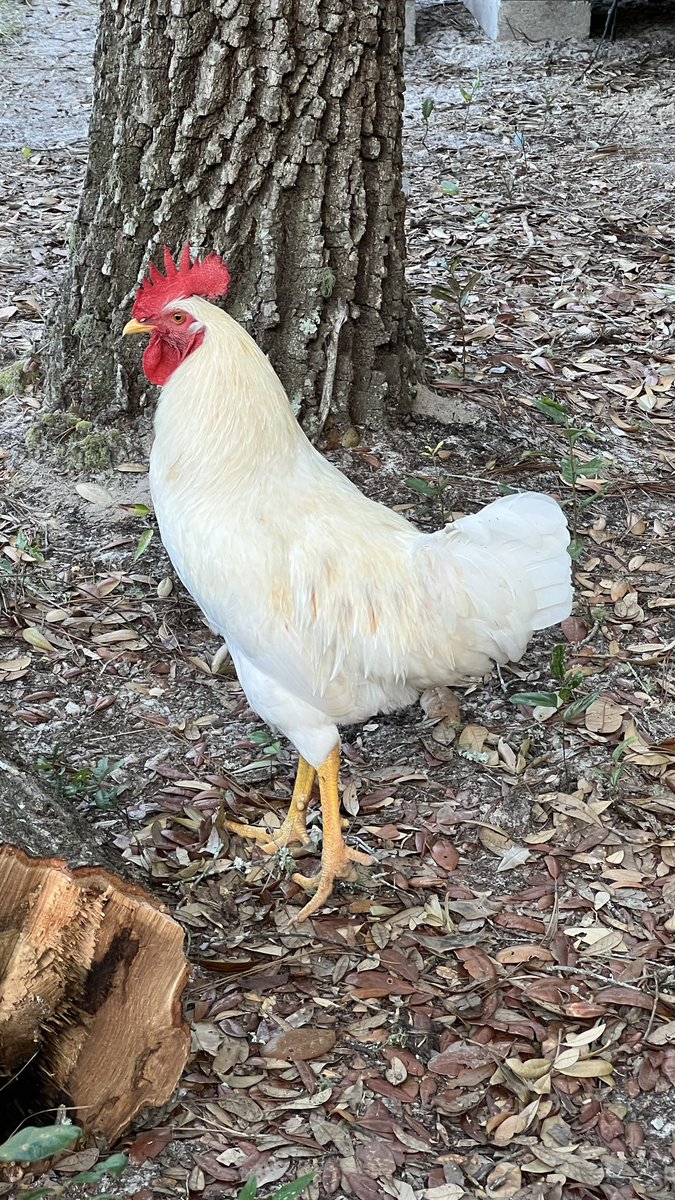 barbiedoll_eyw's tweet photo. Love my new zoo! #DogGoneRanch #kunekunepigs #rooster #Peepers #deer #fawns #redheeler #beagle #Ruby https://t.co/90b3MTKeM6