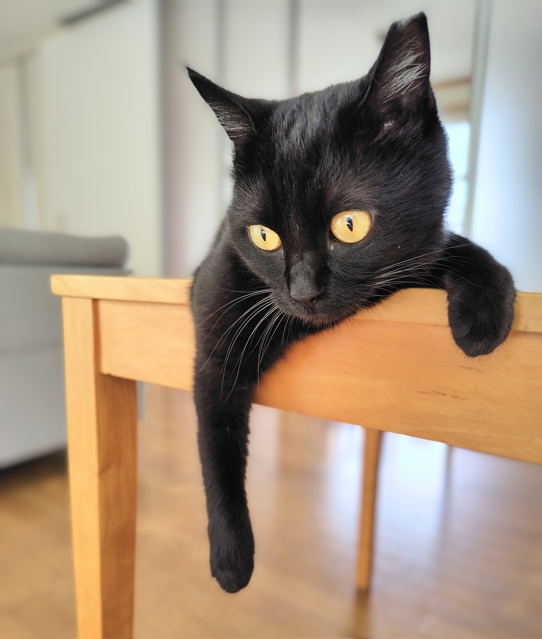 ✨黒猫さま専用ページ✨ ♡黒猫様専用♡ 甘 - チャーム