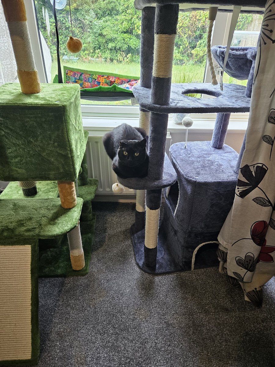 Now we know that I have a cat that plays.. I need to look into getting some better toys. 

Apart from ball tracks.  He uhh hasn't seemed to care about those.

Looking for ideas, I guess.