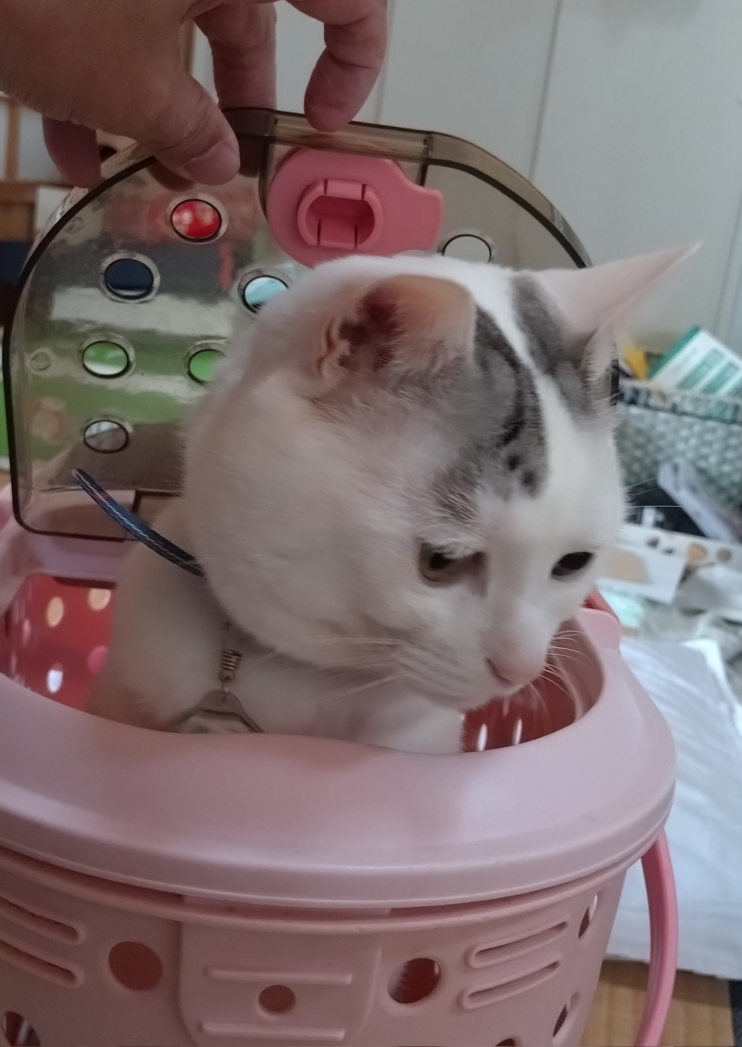 猫 木山神社の招き猫 on X: 