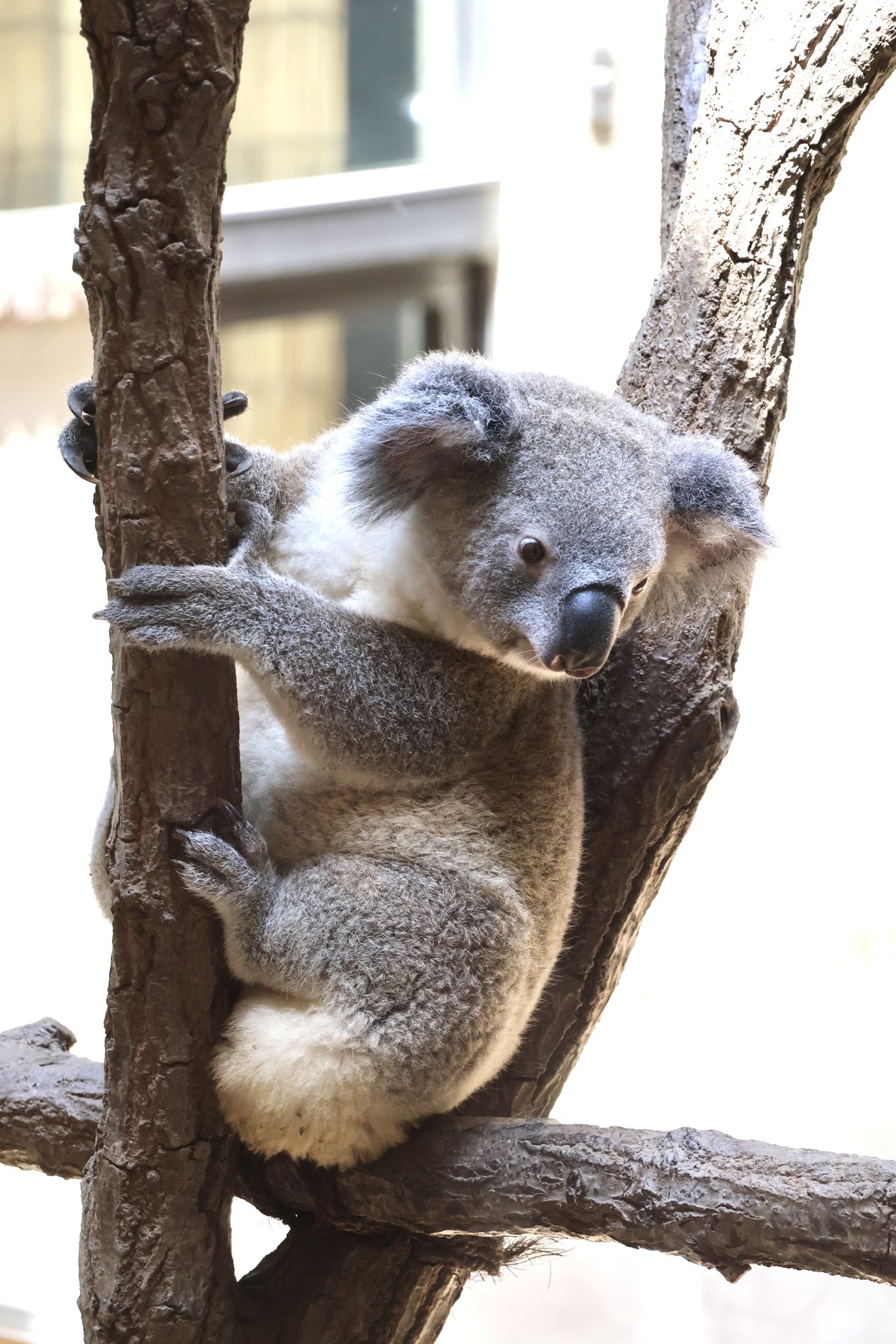 【多分・・本物】動物の〇ちゃんを素材としたプラクルアン。すごい金運＆幸運らしい… くーちい on X: 
