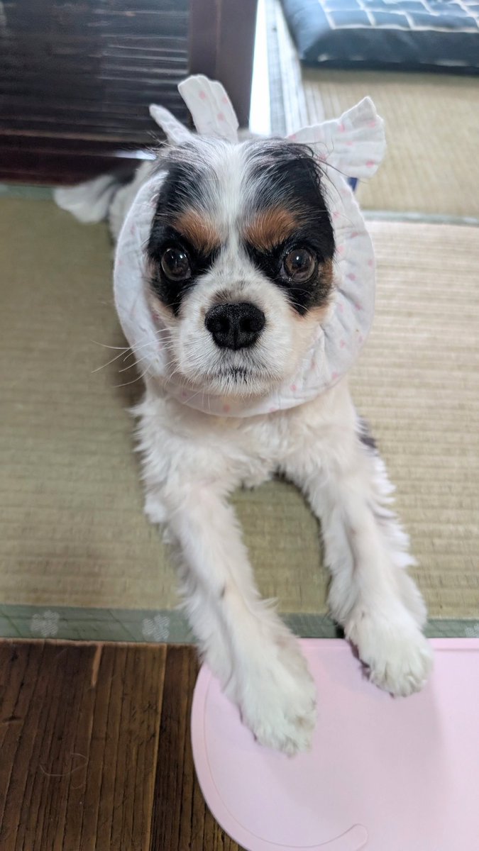 無言の催促
静かなる要求
🐶ゴハン タラナイ🐾