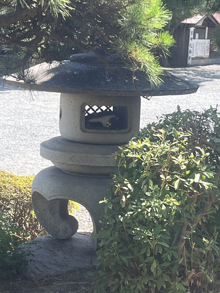 暑くてネコんでます