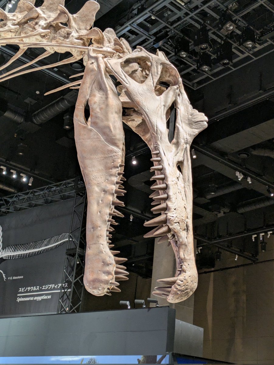 MF 化石 恐竜 巨大! 極太! スピノサウルスの歯!! ロングカーブ計測