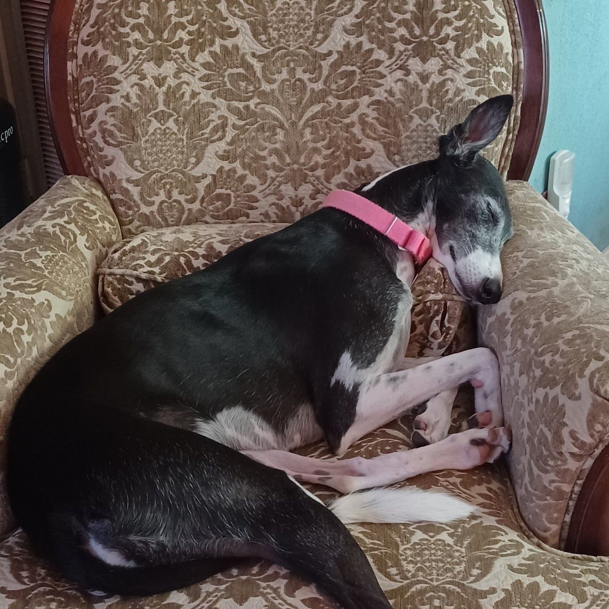 Isabel is feeling a bit relaxed after her refreshing bath.  #greyhounds