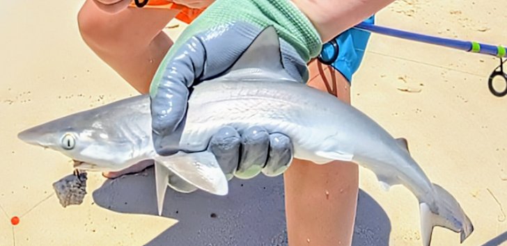 wadelentz's tweet photo. My son just caught his first shark from the beach at St. George Island, Florida. ๐ฆ
He said he was gonna catch a shark today. I laughed. He wasnโt joking.
#ProudDad #SharkSlayer #StGeorgeIsland #BeachFishing https://t.co/RcooqbgTpw