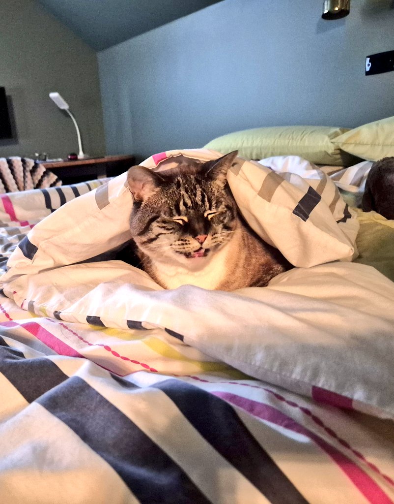 Good bboys halp make the bed. 

#CatsOfTwitter #catsofx #cats #catsontwitter