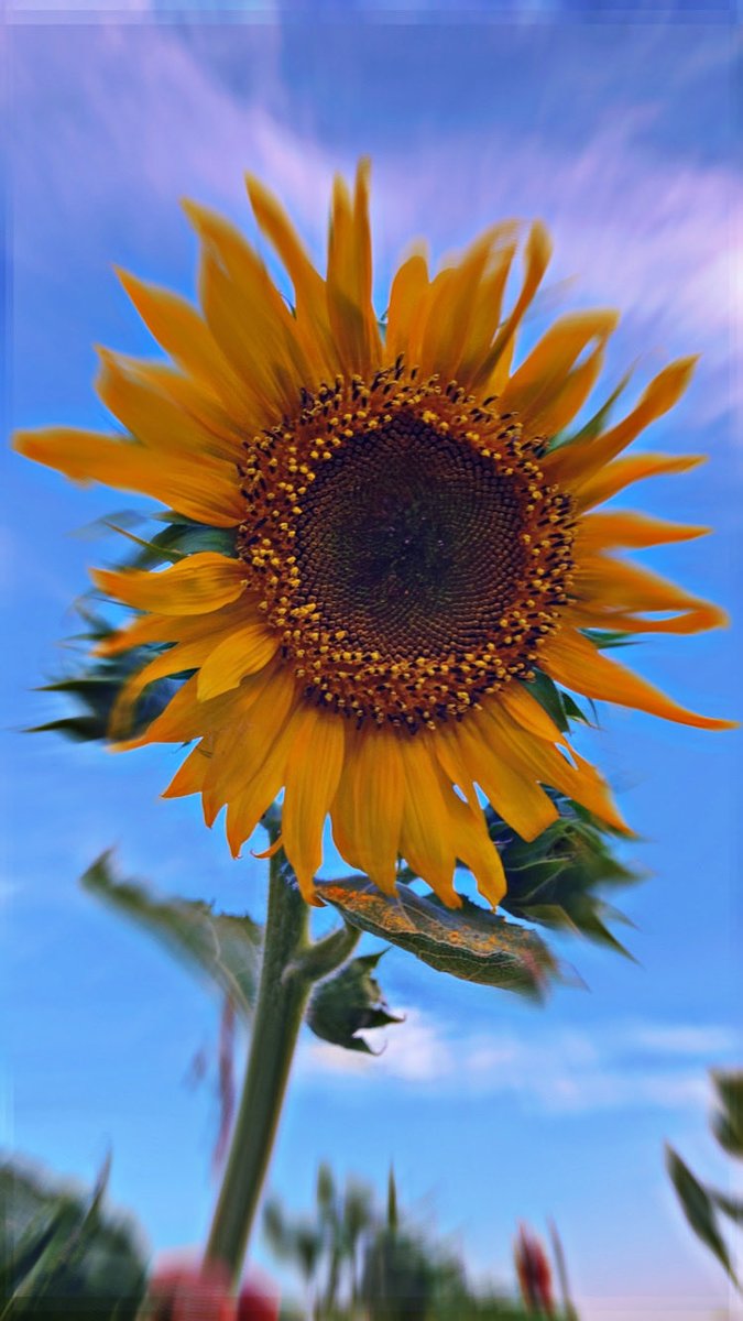 Adam Hixson (@hixsona) on Twitter photo Trying out sunflowers in the garden…some of these are over 10 ft tall!  Insects are plentiful this year.  I have smashed numerous caterpillars and aphids. Trying out sunflowers in the garden…some of these are over 10 ft tall!  Insects are plentiful this year.  I have smashed numerous caterpillars and aphids.