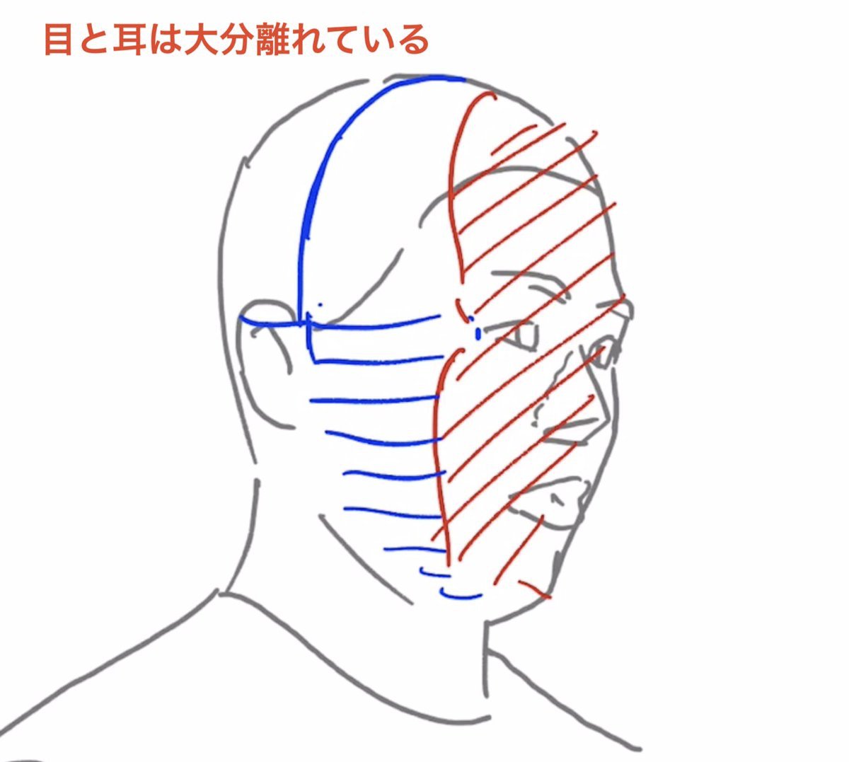 斜め45度の顔は70%横顔!!
そして耳は70%正面顔に近くなるので…
「目と耳がすごく離れて見える」のが斜め45度の見え方。
耳の位置が謎になってしまう方は一度立体的に捉えてみよう。