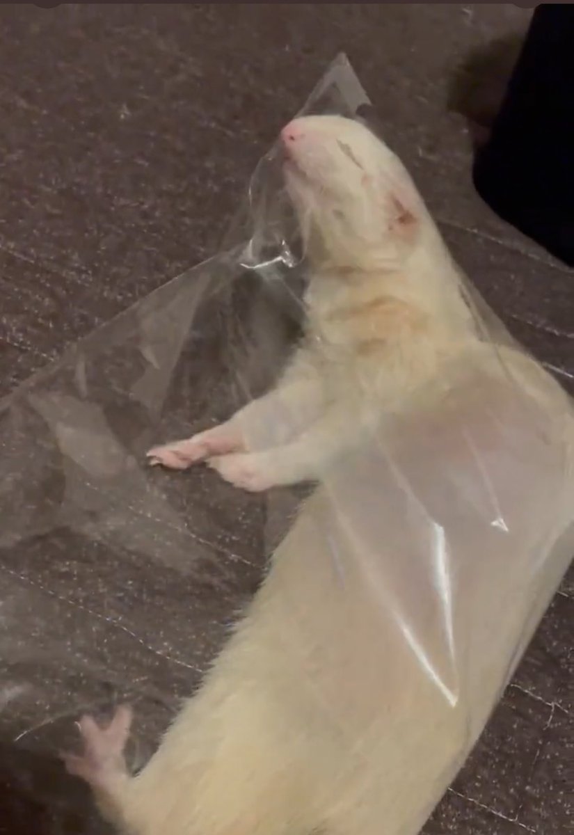 もぐ@5/10アニマルEXPO 2026 tweet media