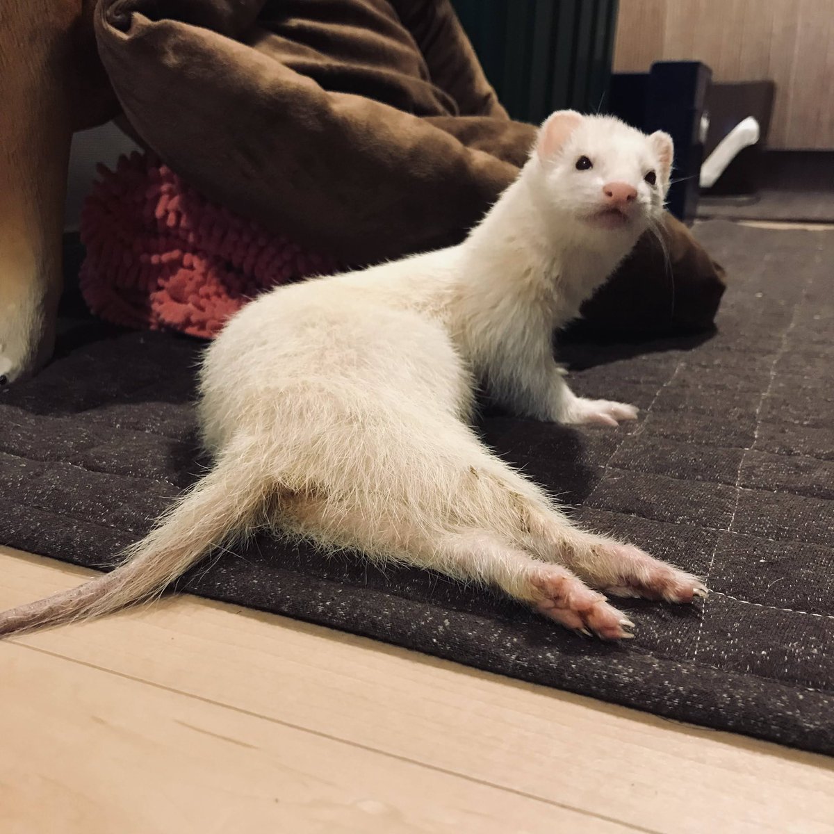 もぐ@5/10アニマルEXPO 2026 tweet media