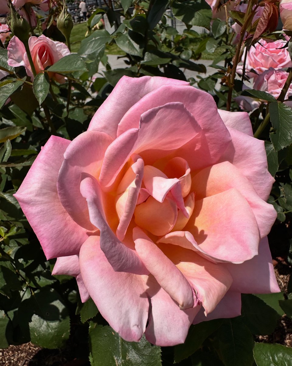 rika_miy's tweet photo. 華やか 😊

良い１日を!!

#brilliant #華やか #fulloflife #元気いっぱい #flower #花 https://t.co/hQfZuaVluk