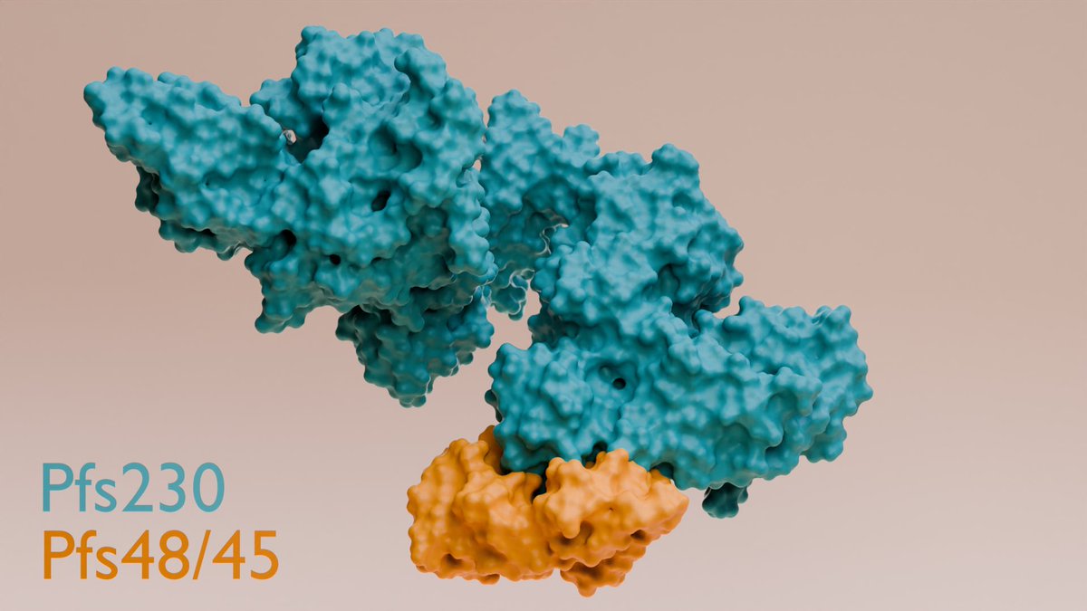 Wai-Hong Tham (@tham_lab) on Twitter photo Cryo-EM of fertilisation complex Pfs230-Pfs48/45 from malaria parasites! 💕
🦟 Transgenic parasites without Pfs230 D13D14 do not transmit
🦙 💉Nanobodies + mRNA induced antibodies reduce transmission
New in <a href="/ScienceMagazine/">Science Magazine</a>
science.org/doi/10.1126/sc…
#ScienceResearch #Malaria Cryo-EM of fertilisation complex Pfs230-Pfs48/45 from malaria parasites! 💕
🦟 Transgenic parasites without Pfs230 D13D14 do not transmit
🦙 💉Nanobodies + mRNA induced antibodies reduce transmission
New in <a href="/ScienceMagazine/">Science Magazine</a>
science.org/doi/10.1126/sc…
#ScienceResearch #Malaria