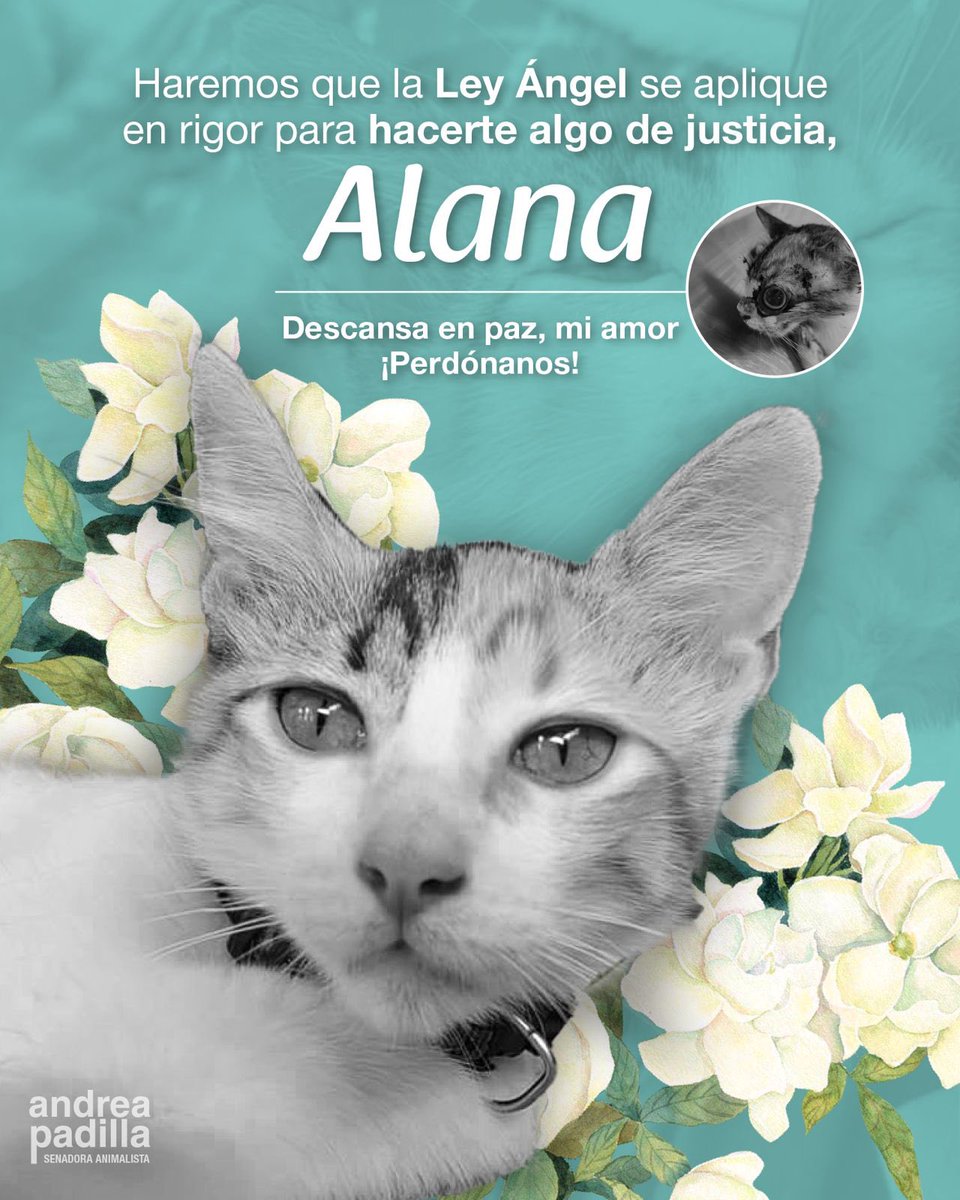 Andrea Padilla Villarraga🐆 (@andreanimalidad) on Twitter photo Murió Alana. Buscaremos justicia de la #LeyAngel para ella y para su mamá, sra Génesis, a quien abrazamos con el alma🤍 Estoy devastada.
Gracias, #AlegatoJuristas <a href="/monterialcaldia/">Alcaldía de Montería</a> Sres <a href="/FiscaliaCol/">Fiscalía Colombia</a> esperamos compromiso y diligencia de su parte ✊ Murió Alana. Buscaremos justicia de la #LeyAngel para ella y para su mamá, sra Génesis, a quien abrazamos con el alma🤍 Estoy devastada.
Gracias, #AlegatoJuristas <a href="/monterialcaldia/">Alcaldía de Montería</a> Sres <a href="/FiscaliaCol/">Fiscalía Colombia</a> esperamos compromiso y diligencia de su parte ✊