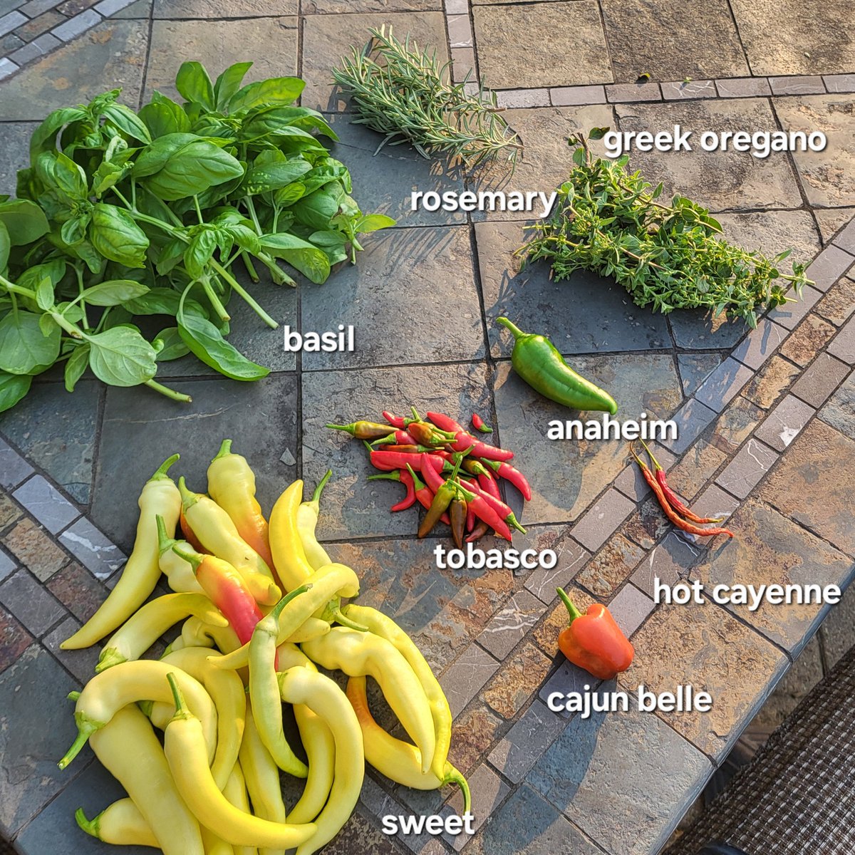 Nice harvest today, sweet peppers love their spot. Hot cayenne and cajun belle about to explode