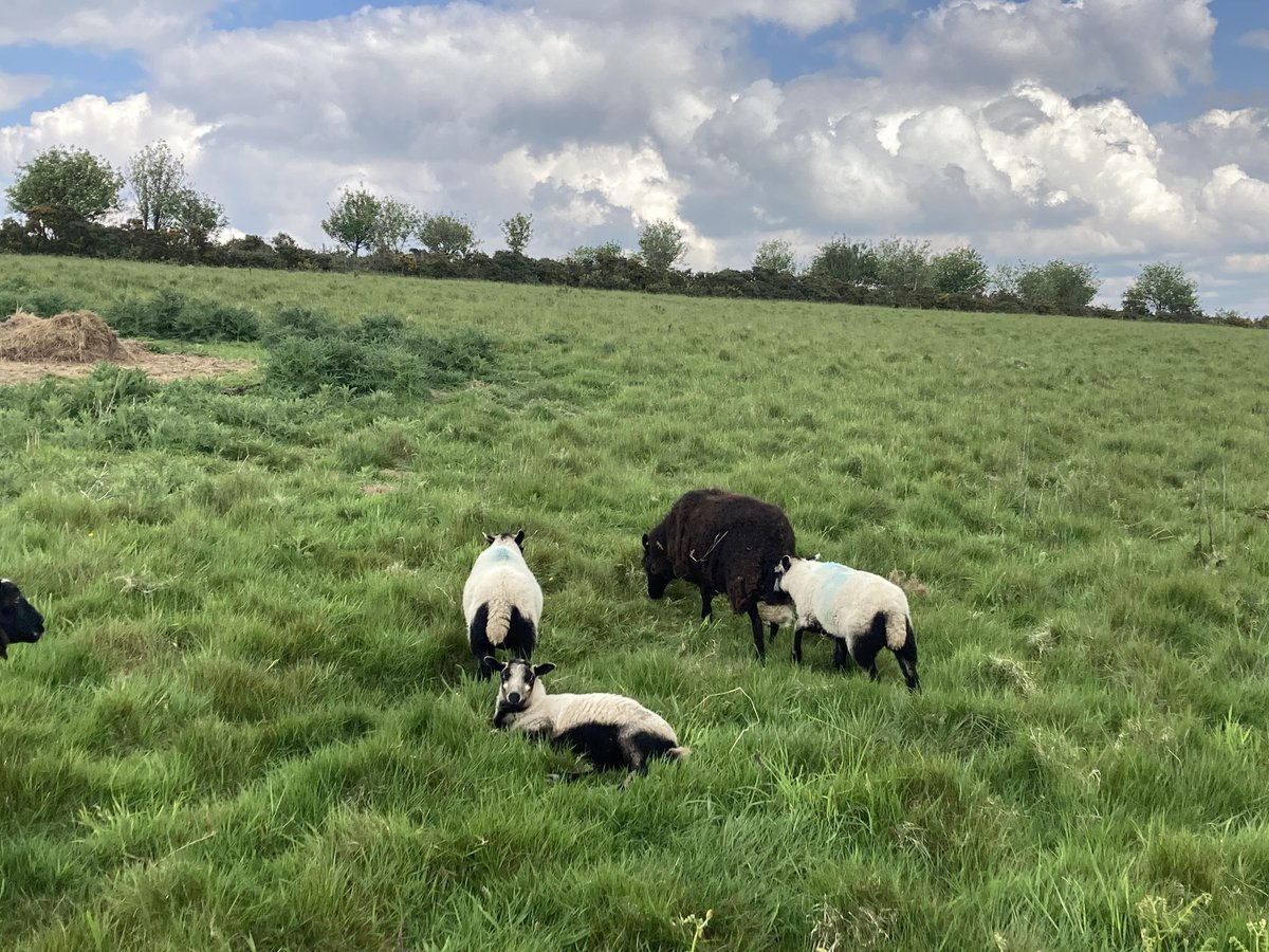 La Devil’s Chair, c’est :
✅ Un trône géant pour le diable (référence culturelle ici: buff.ly/U50yk5w)
✅ Une rando de 15 km dans des paysages mystérieux
✅ Des moutons &amp; des chevaux en liberté

➡️  À lire ici :buff.ly/g0tMkzV 
#Rando #Légendes #Shropshire