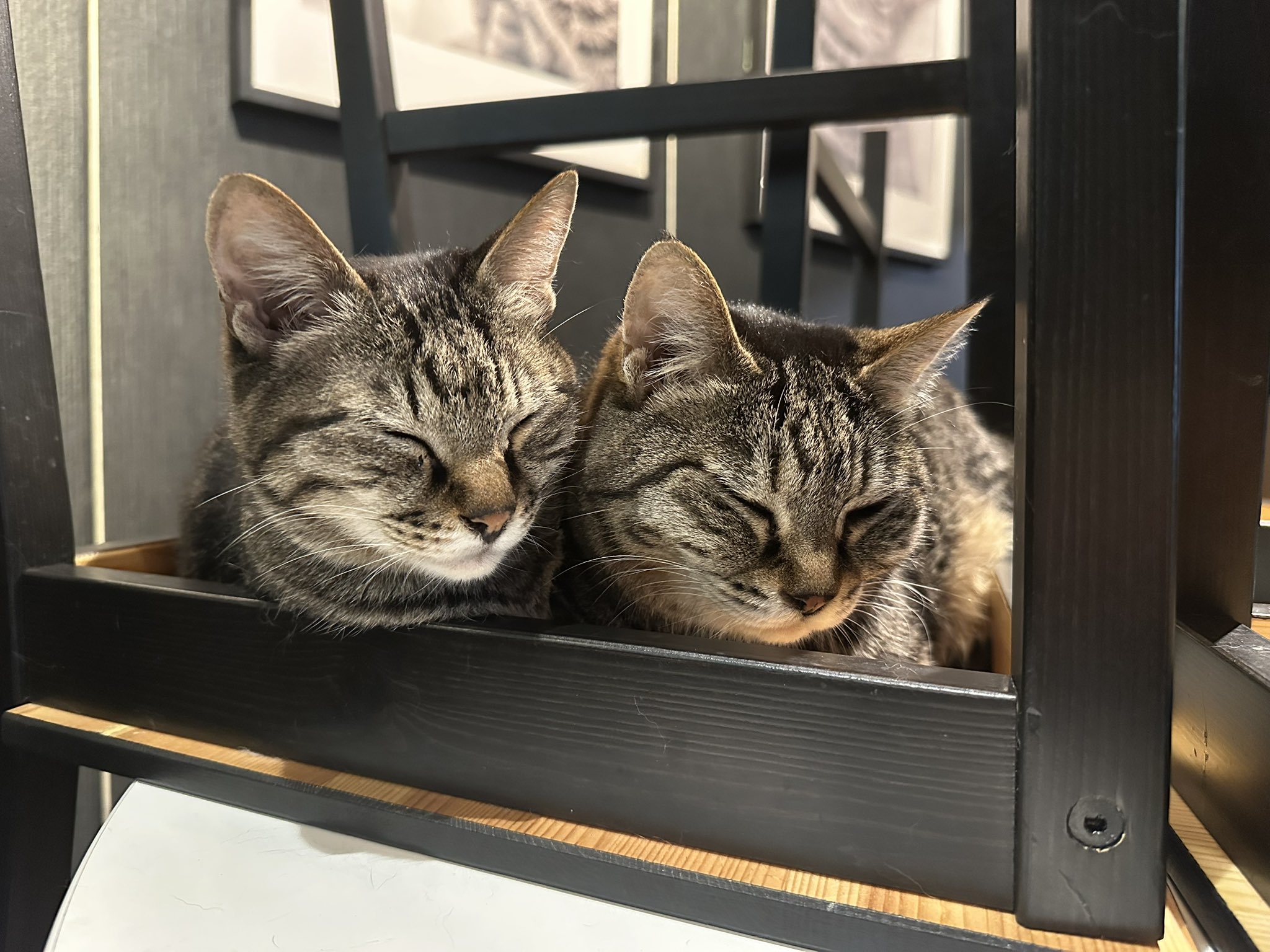 猫ぷぷ カフェきゃらふ｜東京浅草の猫カフェ on X: 