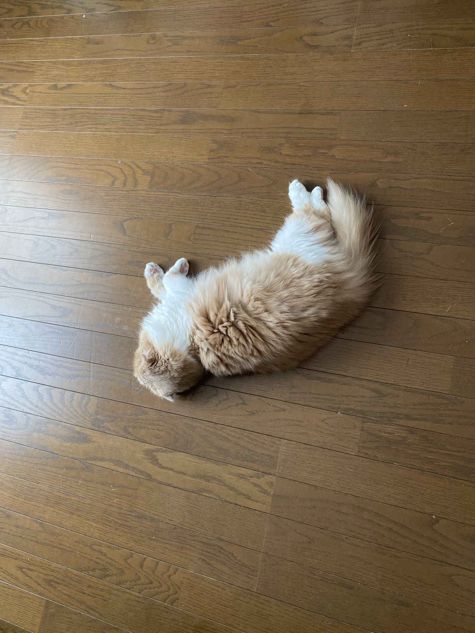 ねこ⭐︎° 遁世 on X: 