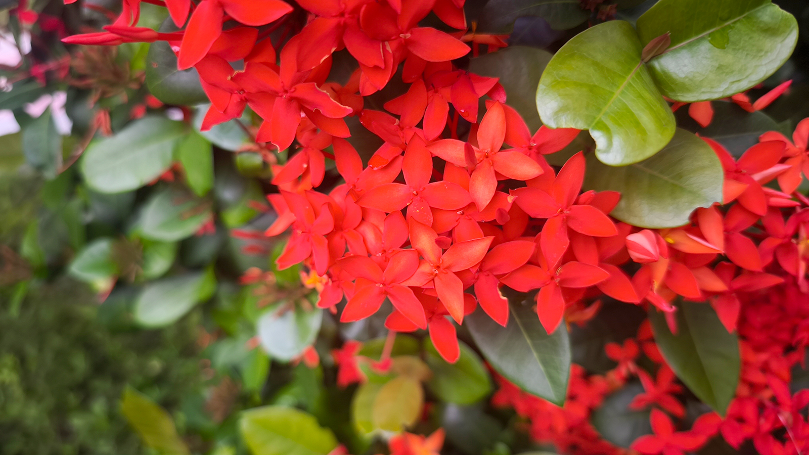 ✨✨✨サンダンカ【涼盆栽◎美らさん】検/花物/三段花 サンダンカ 三段花の写真素材 - PIXTA