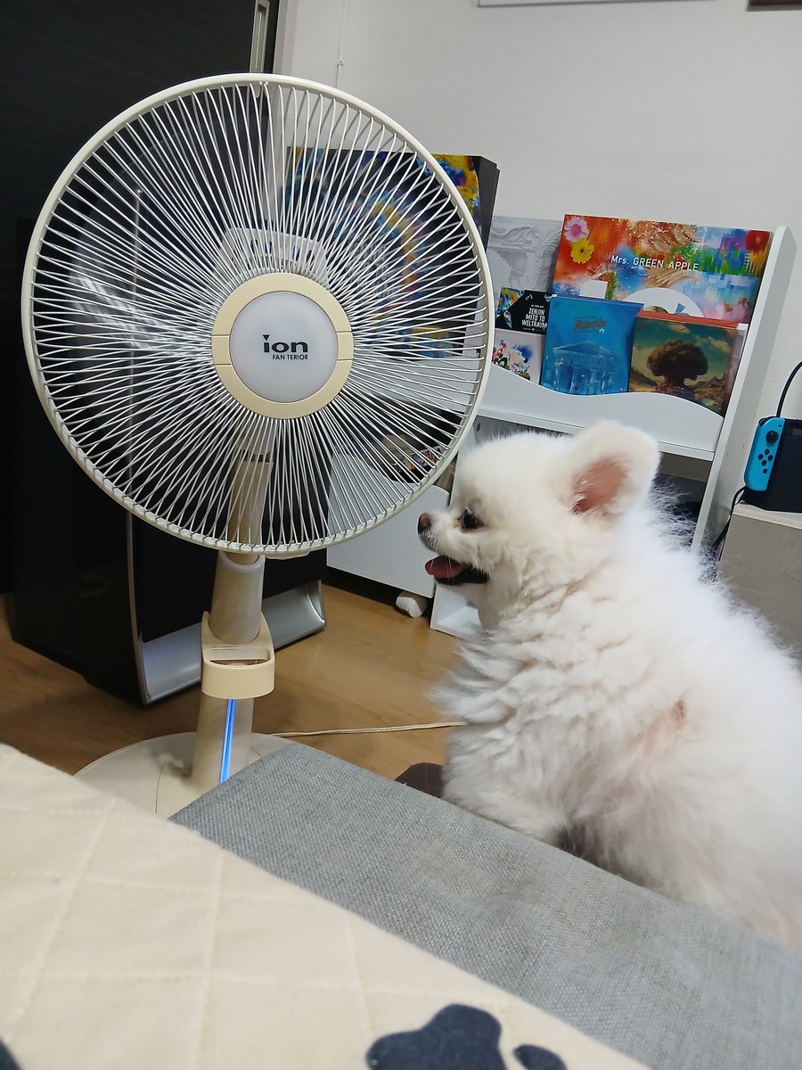 扇風機の前を占領してるゆきちゃんです🤭🐶