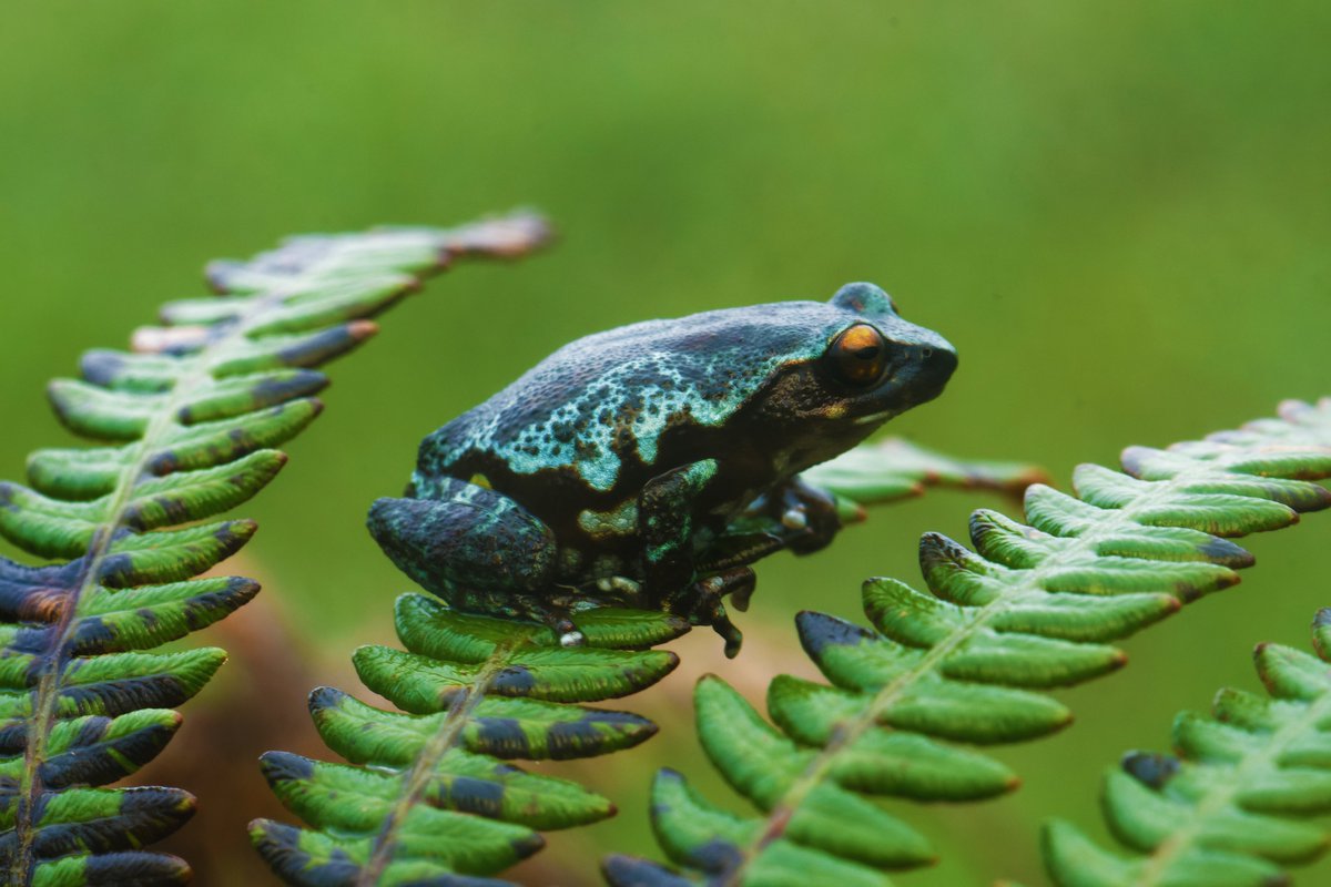 ShivaJmc12's tweet photo. Kodaikanal Bush Frog (Raorchestes dubois): A Monsoon Jewel of the Western Ghats - appeared like a secret whispered by the forest.🐸

@pargaien #indiaves @Natures_Voice #ThePhotoHour #BBCWildlifePOTD @NikonUSA @Discovery @NikonIndia @WildlifeMag @BBCEarth #Kerala #Macro #frogs https://t.co/oT3cnA8l4P