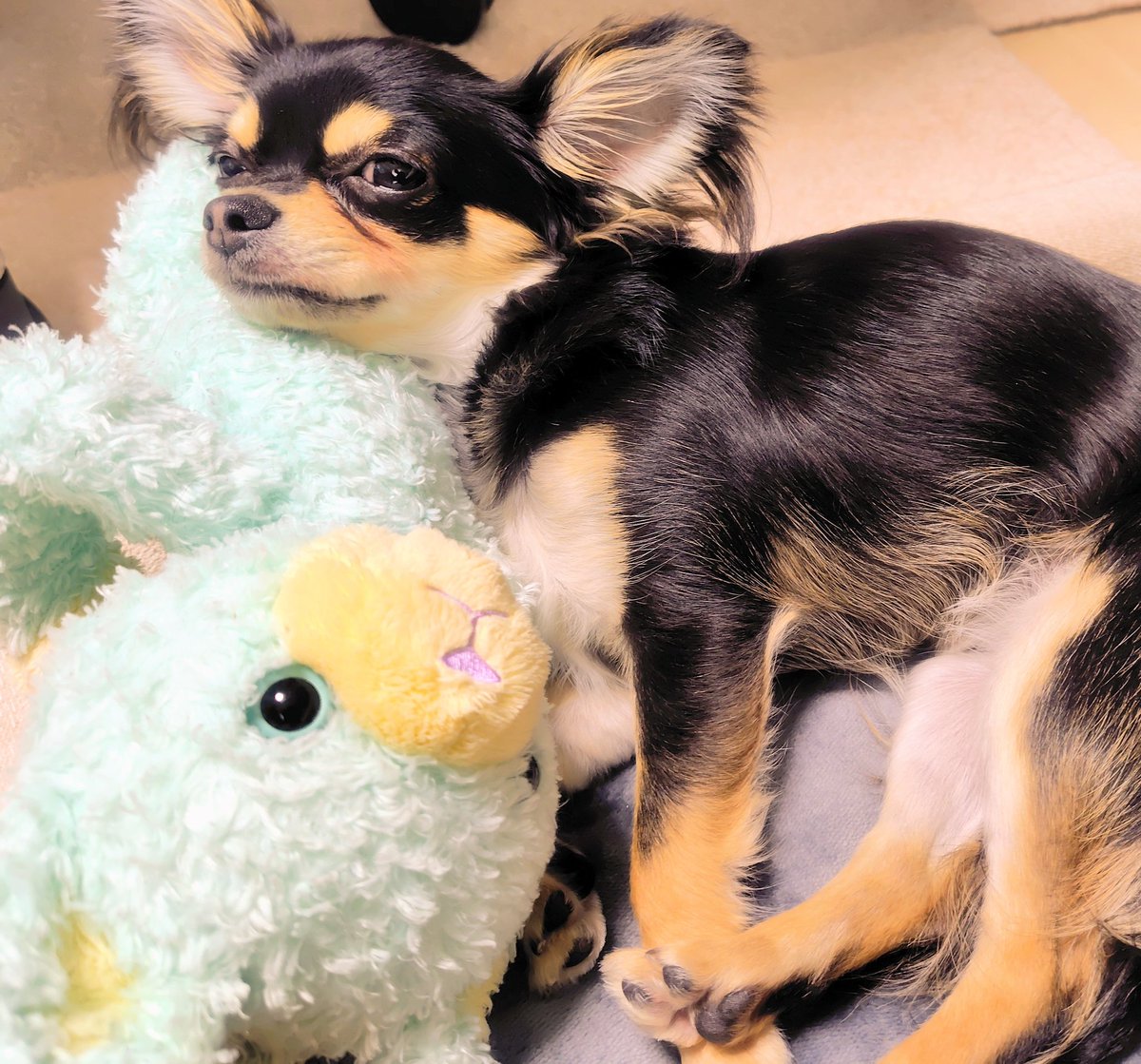 ใใใ๐ Ringo the Chihuahua (@ringo_lcc) on Twitter photo ๆจๆฅใฏ้ขจใใใฃใฆๆถผใใใฃใใฎใงๅคใฎใๆฃๆญฉใซ๐ถโโ๏ธ
ไน
ใใถใใซใๆฃๆญฉ่กใใฆใๅคงๅคๆบ่ถณๆฐใงใใโบ๏ธ
ไปๆฅใใ8ๆใๅงใพใใพใใญ๐ฟ
ๆๆฅใใใพใ็ๆโใงใไปๆใใพใ ใพใ ๆใใ็ถใใใใงใใใ็ฑไธญ็ใซใฏๆฐใใคใใฆใใใ๐ใจๆฒขๅฑฑๅคใๆบๅซใใฆใใใใใงใ๐
๏ผใใฏใฏ #ใใฏใฏใฎใใๆฎใใ
๏ผchihuahua ๆจๆฅใฏ้ขจใใใฃใฆๆถผใใใฃใใฎใงๅคใฎใๆฃๆญฉใซ๐ถโโ๏ธ
ไน
ใใถใใซใๆฃๆญฉ่กใใฆใๅคงๅคๆบ่ถณๆฐใงใใโบ๏ธ
ไปๆฅใใ8ๆใๅงใพใใพใใญ๐ฟ
ๆๆฅใใใพใ็ๆโใงใไปๆใใพใ ใพใ ๆใใ็ถใใใใงใใใ็ฑไธญ็ใซใฏๆฐใใคใใฆใใใ๐ใจๆฒขๅฑฑๅคใๆบๅซใใฆใใใใใงใ๐
๏ผใใฏใฏ #ใใฏใฏใฎใใๆฎใใ
๏ผchihuahua
