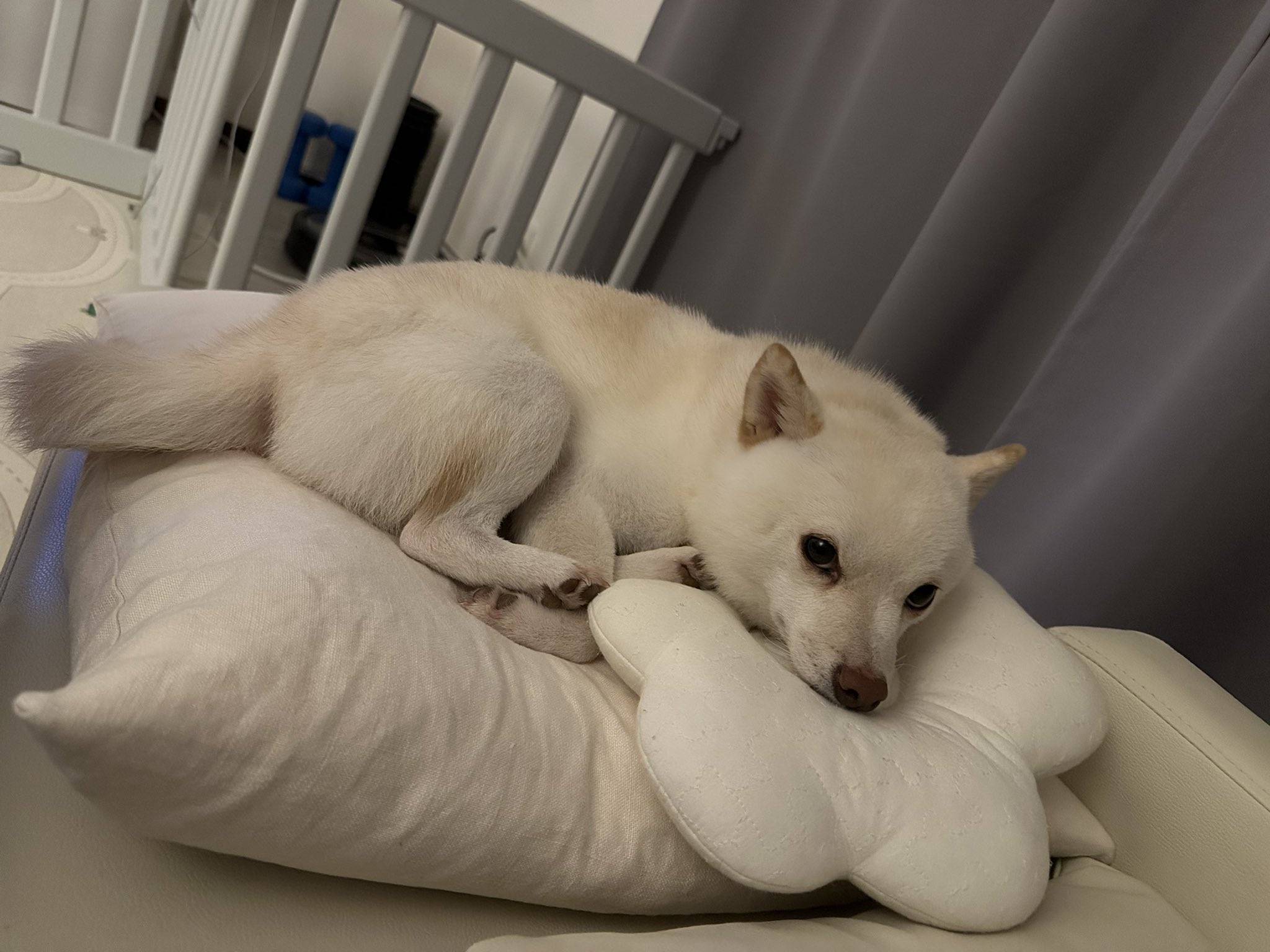 柴犬 生活 on X: 
