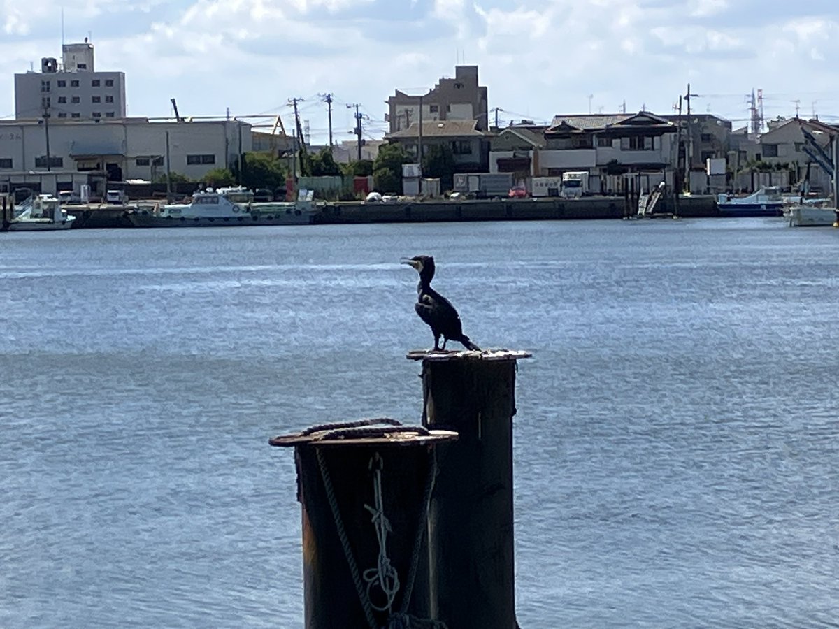 funabasiport_sp's tweet photo. 公園にカワウが来ていました。

たまに羽を広げて��潜って濡れた羽を乾かしていました😃

公園にはスズメやハト以外にも、季節ごとに様々な鳥たちがやってきます！

#船橋港親水公園　#カワウ https://t.co/k9jw82cTjg
