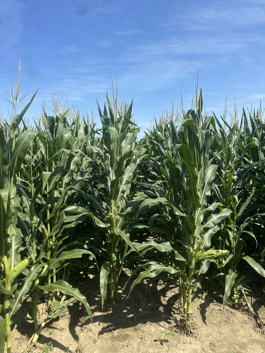 Bodie Kitchel tweet media