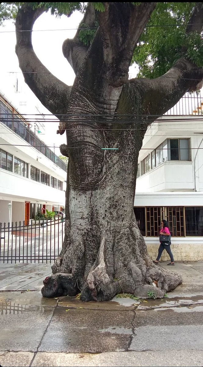 10. Me gusta lo imponente que es la bonga ante tanto asfalto. Esto es en el barrio Manga. Parece que dijera : "de aquí no me voy"