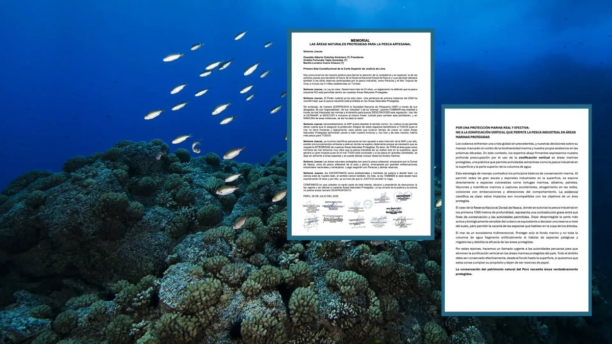 ⚠️ Se viene un fallo clave para el futuro del mar peruano. Pescadores artesanales y científicos de todo el mundo se unen para exigir que se prohíba la pesca industrial en la Reserva Nacional Dorsal de Nasca. Piden a los jueces que hagan respetar la ley y protejan la vida marina.