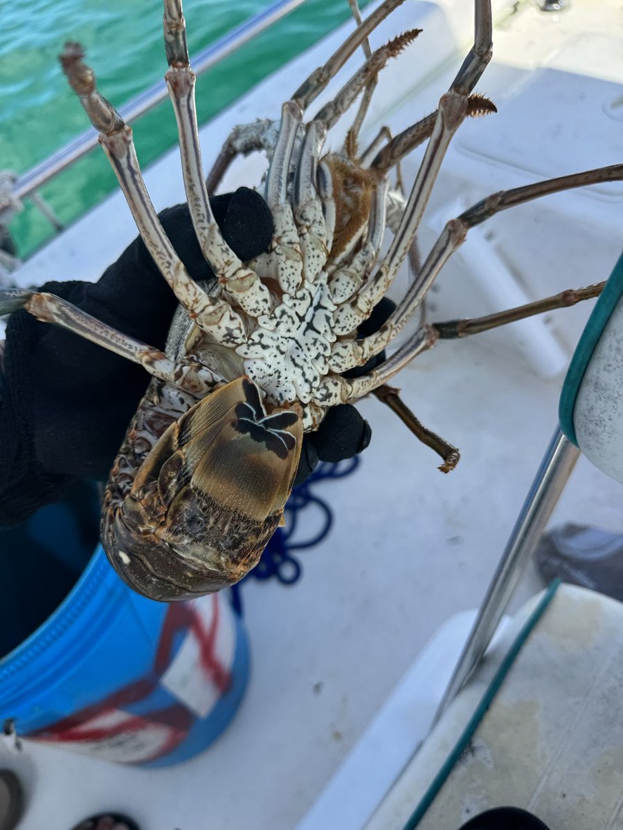 River Rats in the Keys catching lobsters today ⁦<a href="/RealSaltLife/">Salt Life</a>⁩ @strikefirstbait ⁦<a href="/RiverRatAdv/">River Rat</a>⁩