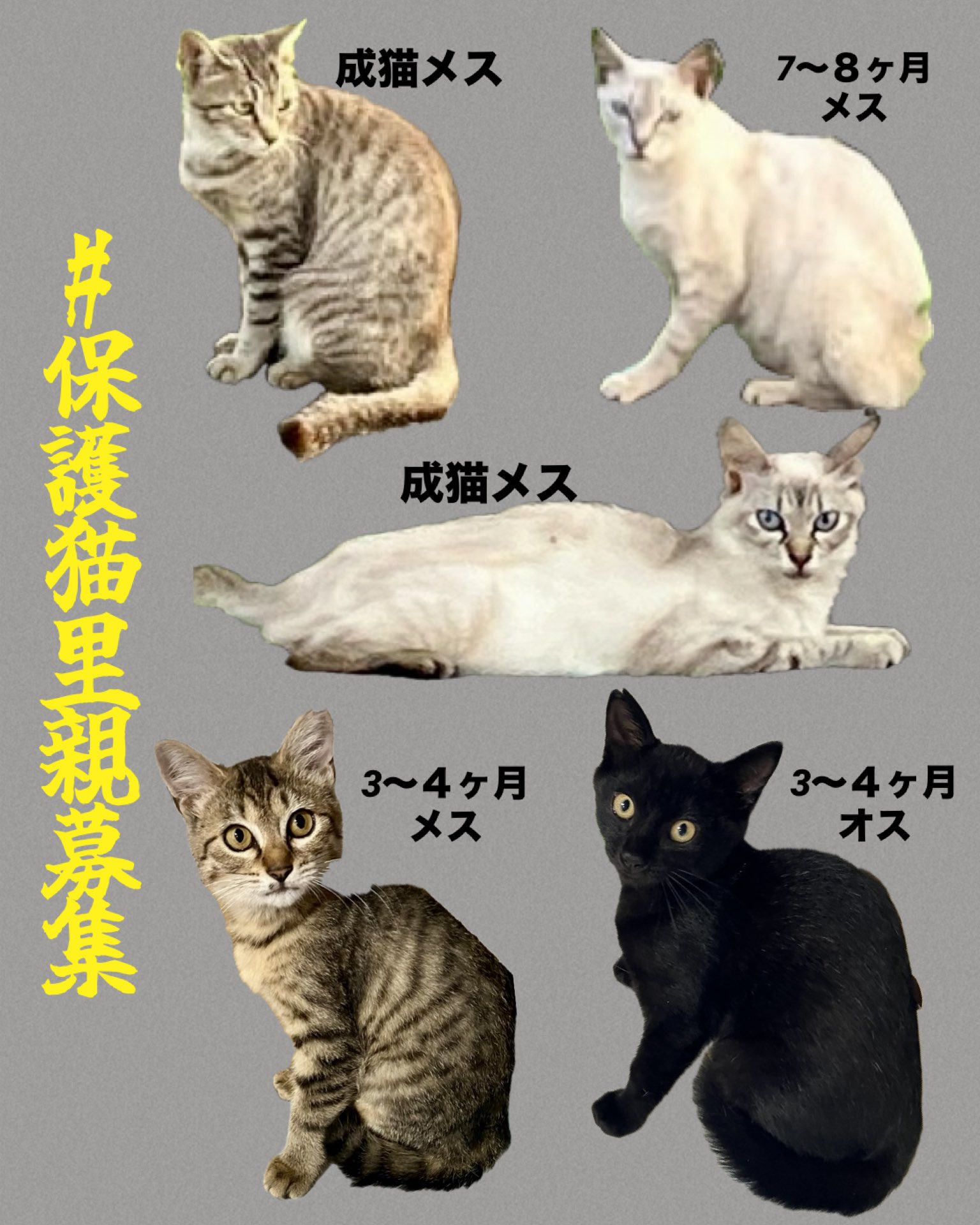 メルカリで24時間以内に売れなければ300円❗「なでしこニャンコ」 メルカリで24時間以内に売れなければ300円❗「なでしこニャンコ