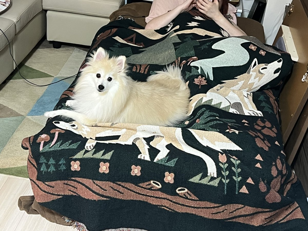 sugarpup🌌 (@canicuia) on Twitter photo also we have a <a href="/coffeetan/">Samantha Reinert ☕</a> in our house for the next few days!!!! we ate yummy meats last night!! here is Samantha recreating her meeting Hugh Jackman to Chika and Lychee being very happy about the airbed in our living room also we have a <a href="/coffeetan/">Samantha Reinert ☕</a> in our house for the next few days!!!! we ate yummy meats last night!! here is Samantha recreating her meeting Hugh Jackman to Chika and Lychee being very happy about the airbed in our living room