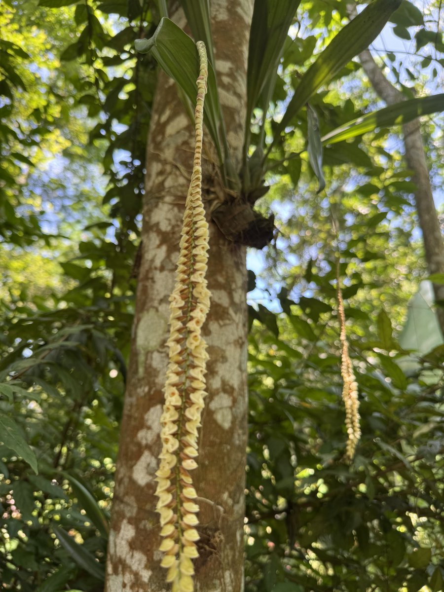 #Orchid #PlantIdentification 
Rattlesnake orchid
#mygarden 
#biodiversity