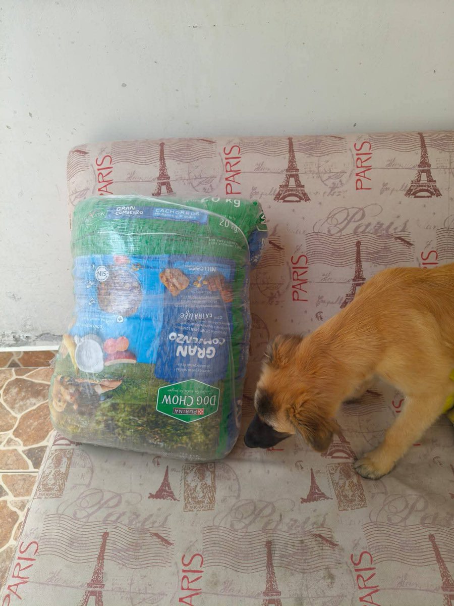 Cuenta Conmigo (@cuentaconmigo01) on Twitter photo Se acuerdan de #Kike ahora se llama #Taro y está feliz creciendo muy consentido por su familia. ❤️
#Gracias a <a href="/PurinaMX/">Purina México</a> por el apoyo que les brinda a las familias que deciden cambiar una vida. 🙏🏽
#JuntosHacemosLaDiferencia
#SonFamilia #AdopcionResponsable
#PurinaAdopta Se acuerdan de #Kike ahora se llama #Taro y está feliz creciendo muy consentido por su familia. ❤️
#Gracias a <a href="/PurinaMX/">Purina México</a> por el apoyo que les brinda a las familias que deciden cambiar una vida. 🙏🏽
#JuntosHacemosLaDiferencia
#SonFamilia #AdopcionResponsable
#PurinaAdopta