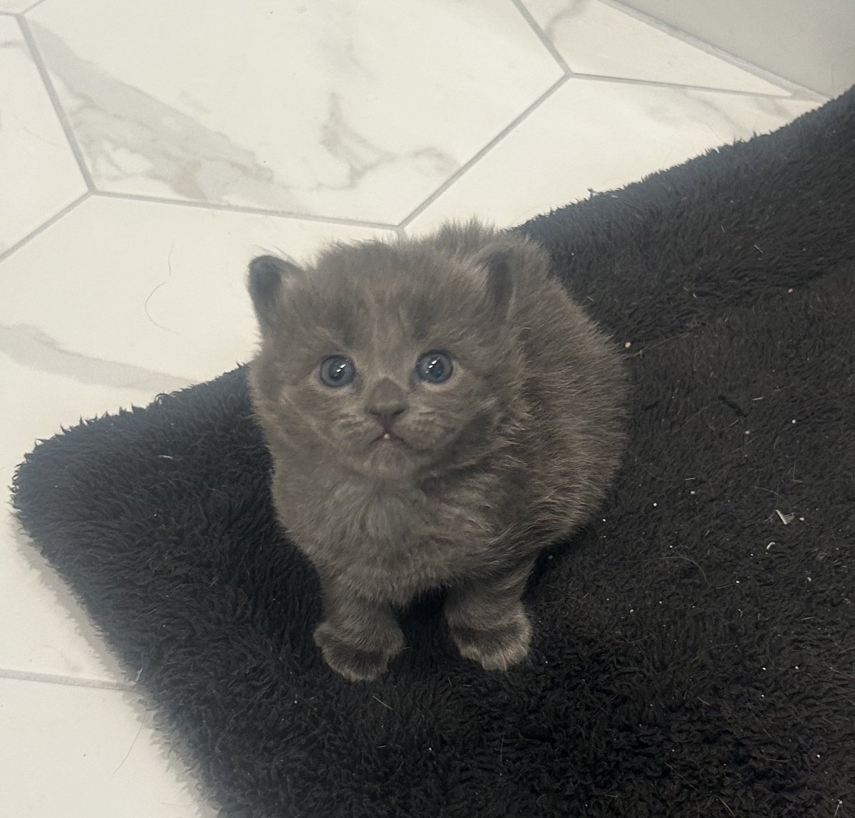 This is Chonkosaurus my new foster kitten.

He has two sisters named Sweatshirt &amp; Pants.