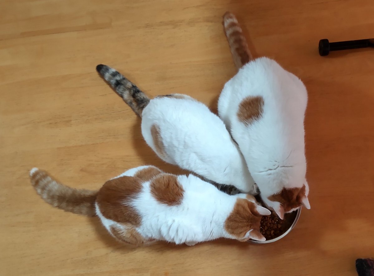 猫じゃらし様♡ありがとうございます♡ 猫じゃらし on X: 