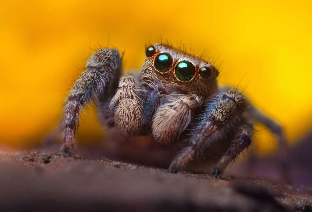 The Extinction Imaginaries project is a collaboration between Greenpeace and top Australian universities exploring animals and emotional wellbeing. Please consider participating in our survey: circlesofemotion.org/collections/an…