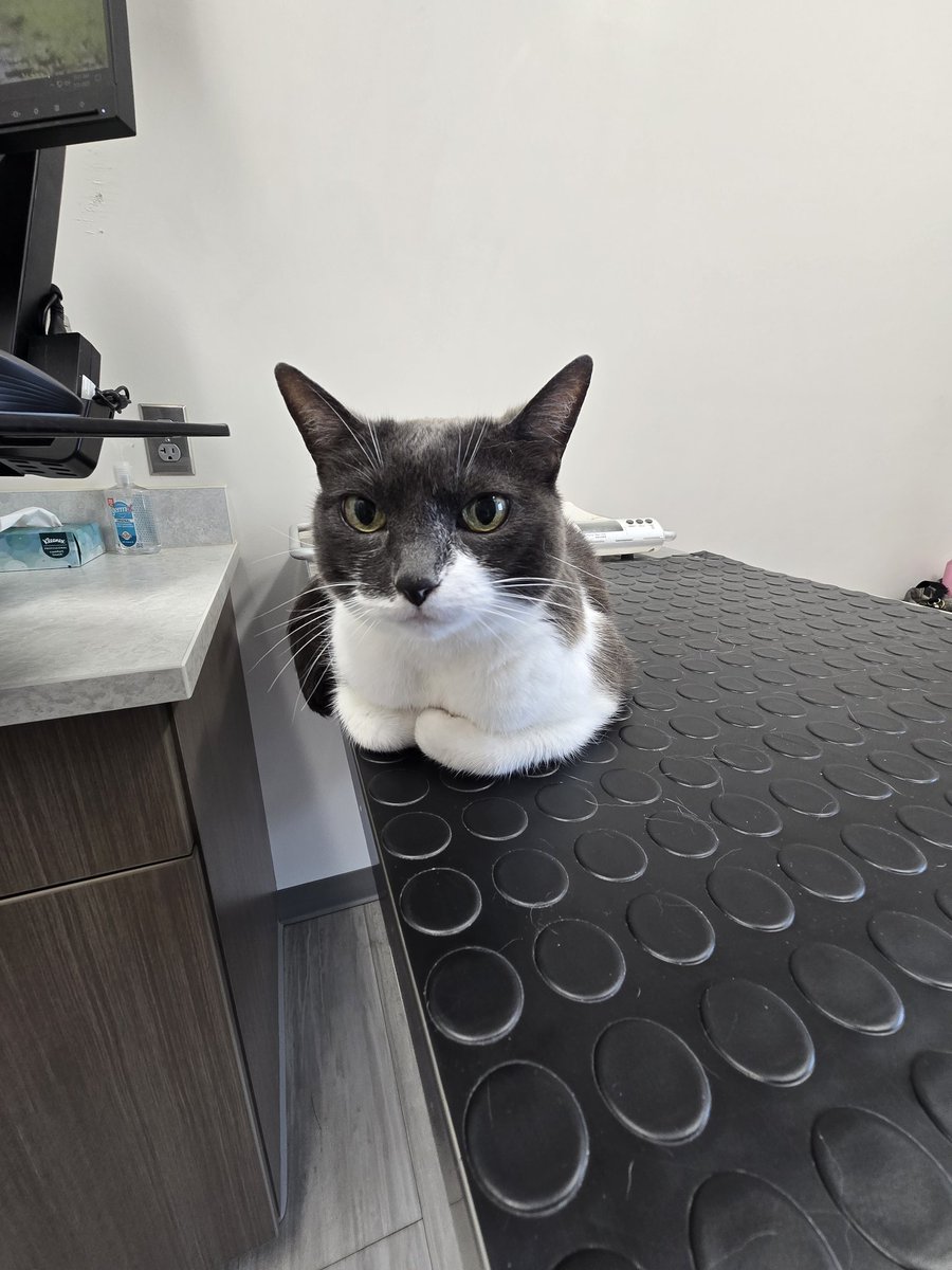 Fiona had a big adventure today- she went to the vet! She actually did awesome and is a very social cat and wanted to help them do their job. Lol She needed to get her worsening teeth checked out. We alsp wanted to see if her heart murmur had improved (thinking it was from...