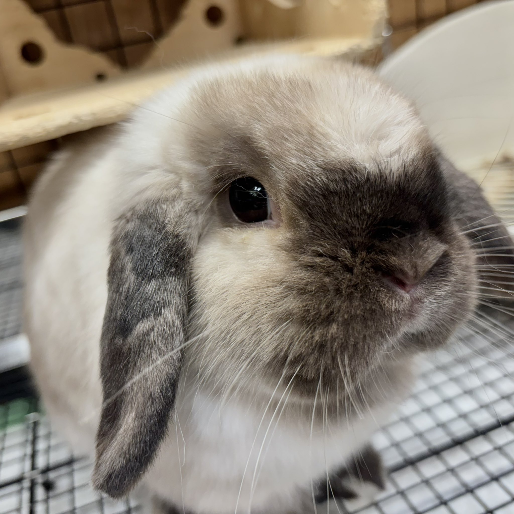 うさぎのしっぽオリナス錦糸町店 on X: 