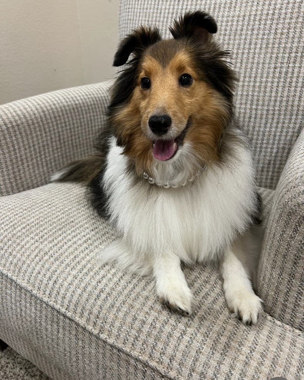 MyFurryMurray's tweet photo. Okay, so we came across some Sophie pics &amp; a few videos today, been avoiding those, but today the tears came yet again &amp; realized how bad she was at the end.  I guess we still aren't ready for that yet.  We will get there, but not today.  Miss you sweet sweet Lil Sister Sophie 💔 https://t.co/i8fnPpf9Ks