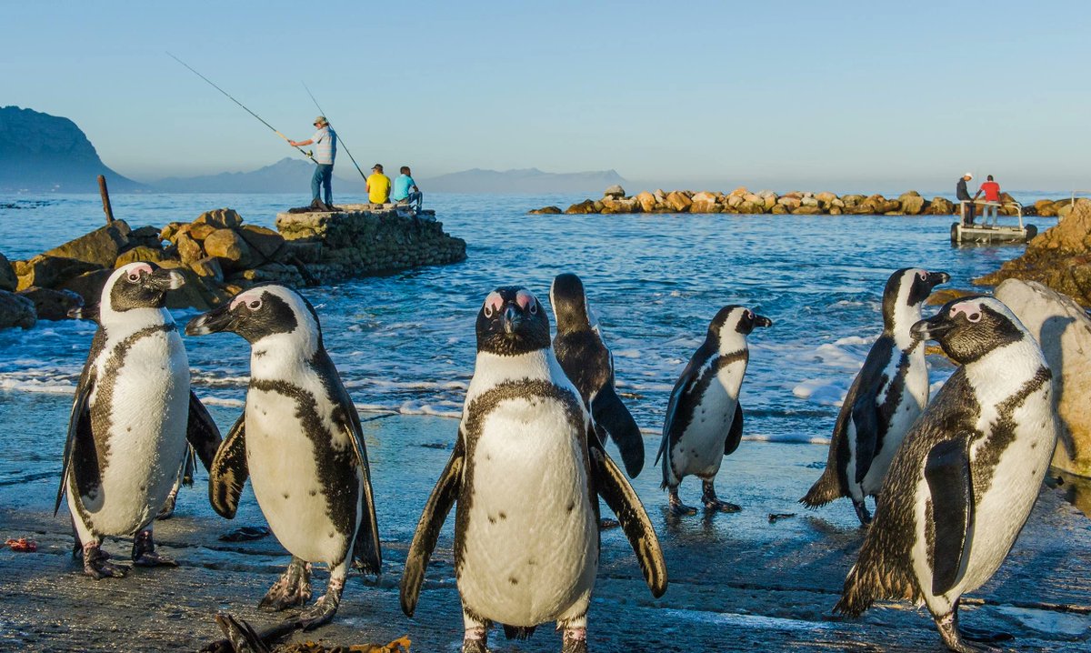 South African Network for Coastal&Oceanic Research tweet media