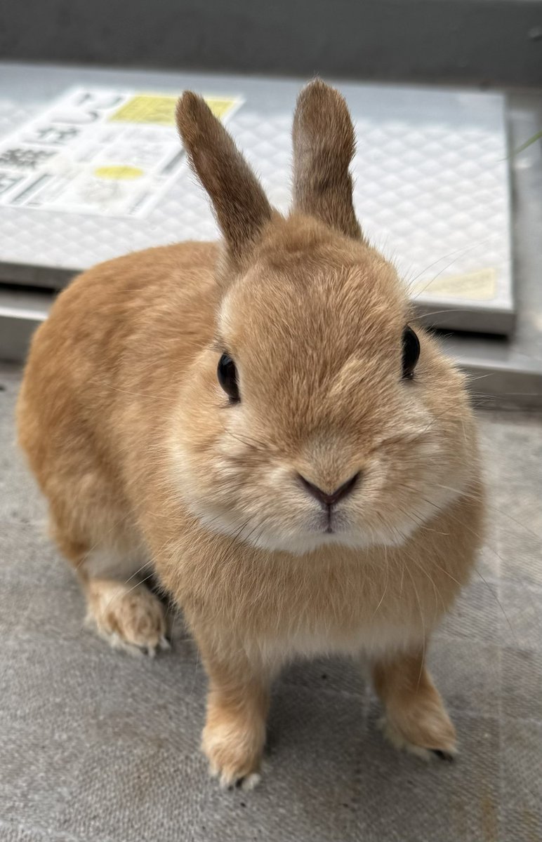 🧡₍ᐢ｡･.･｡ᐢ₎🌻🩵

おこんにちはでしゅ𖧧.𖥔 ݁ ˖⚘₊ ⊹𓏲

きょうはくもり しゅこししゅじゅしいでしゅ ゎ‹（๑ ᷇ 𖥦 ᷆๑)♡ゎ‹ˊ˗

ぼくのソアホックがだいぶよくなってきたでしゅ
みなしゃまのおうえんのおかげしゃまでしゅ
ありがとでしゅ *･｡･ﾟ*✲ﾟ.*ꯁꯧ