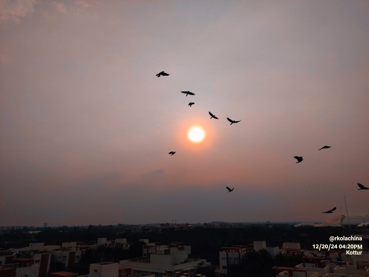 #theme_pic_world_birds
